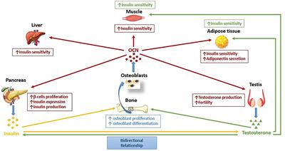Hypogonadism, Type-2 Diabetes Mellitus, and Bone Health: A Narrative Review